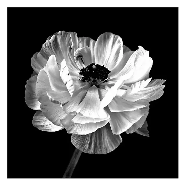 Canvas Art-Kirklands Home Noir Ranunculus Floral Giclee Canvas Art Print