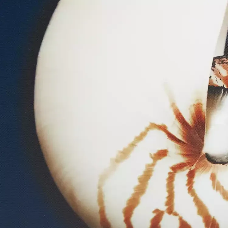 Canvas Art-Kirklands Home Ocean Shell Framed Canvas Art Prints, Set of 4