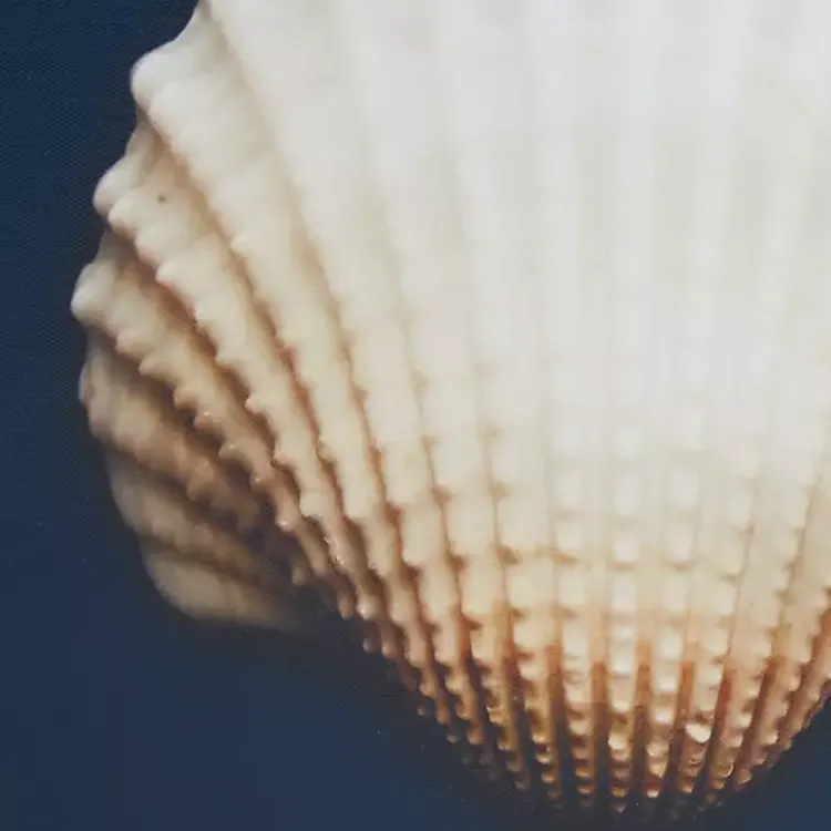 Canvas Art-Kirklands Home Ocean Shell Framed Canvas Art Prints, Set of 4