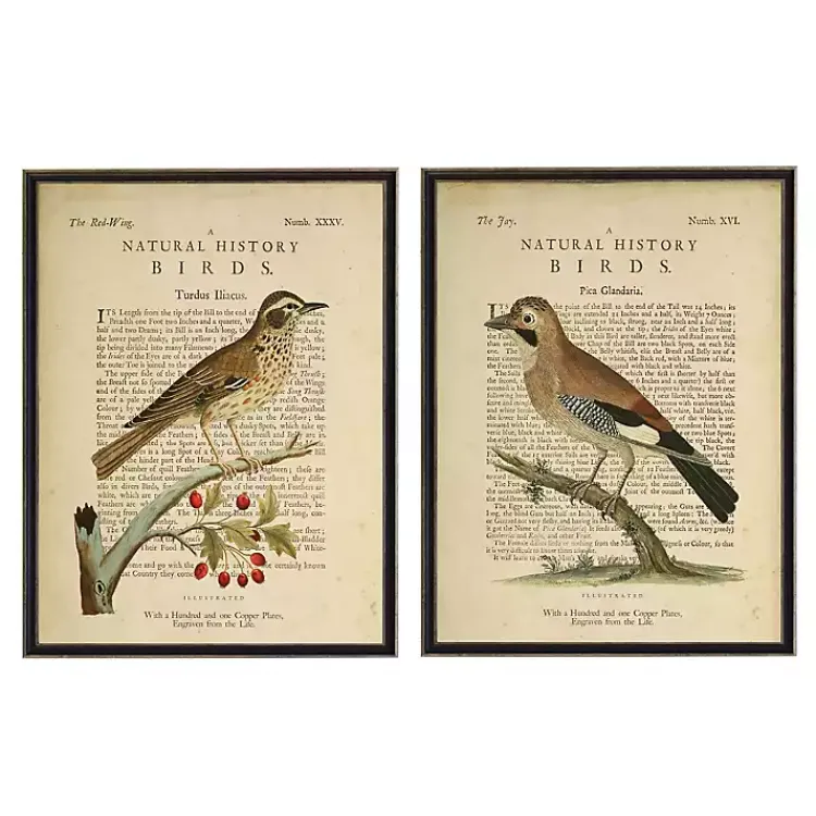 Framed Art-Kirklands Home Birds Diagram I Framed Art Prints, Set of 2 Ivory