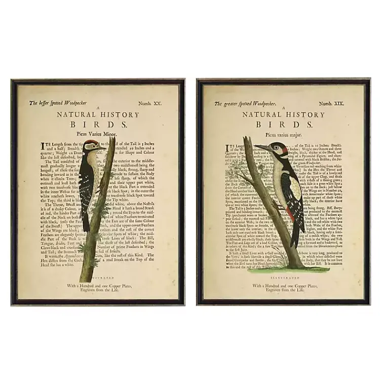 Framed Art-Kirklands Home Birds Diagram II Framed Art Prints, Set of 2 Ivory