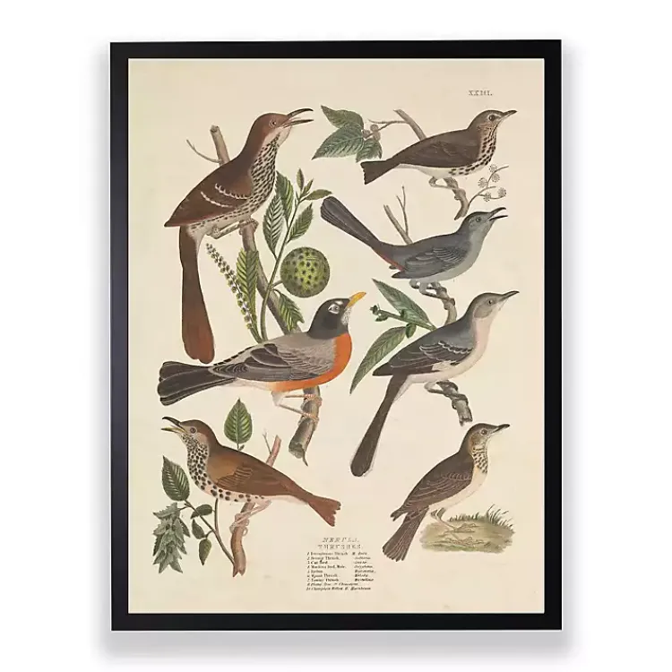 Framed Art-Kirklands Home Vintage Thrush Birds Framed Art Print
