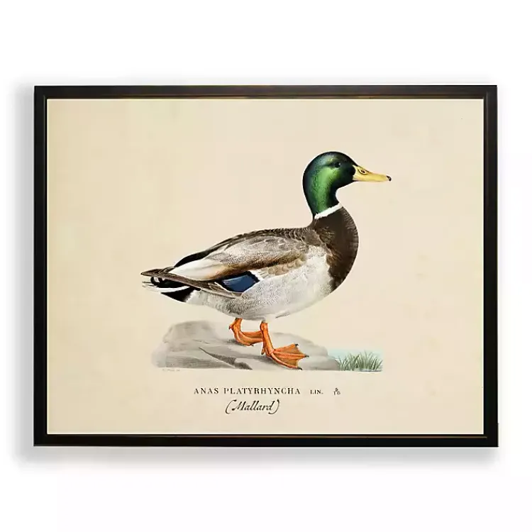Framed Art-Kirklands Home Vintage Male Mallard Duck Framed Art Print